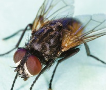 Common house fly Common house fly
